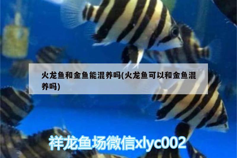 火龍魚(yú)和金魚(yú)能混養(yǎng)嗎(火龍魚(yú)可以和金魚(yú)混養(yǎng)嗎)