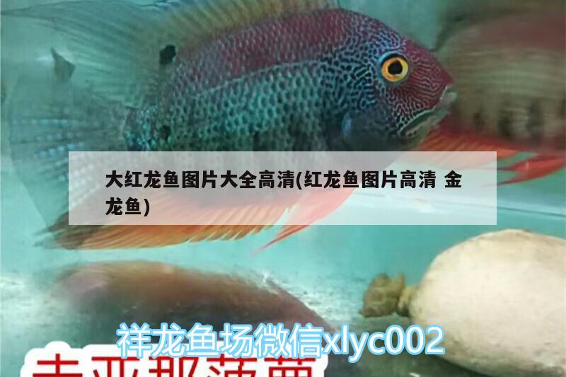 烏蘭浩特市常青園水果肉菜自選店 全國水族館企業(yè)名錄 第3張