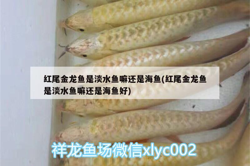 紅尾金龍魚(yú)是淡水魚(yú)嘛還是海魚(yú)(紅尾金龍魚(yú)是淡水魚(yú)嘛還是海魚(yú)好)