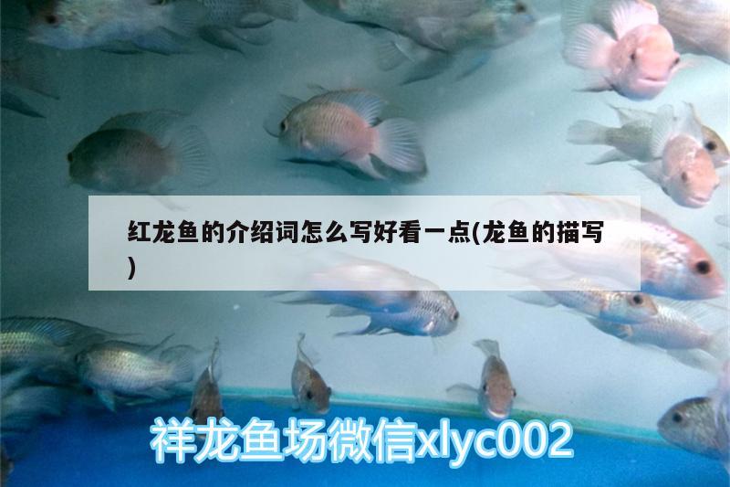 紅龍魚(yú)的介紹詞怎么寫(xiě)好看一點(diǎn)(龍魚(yú)的描寫(xiě)) 帝王血鉆