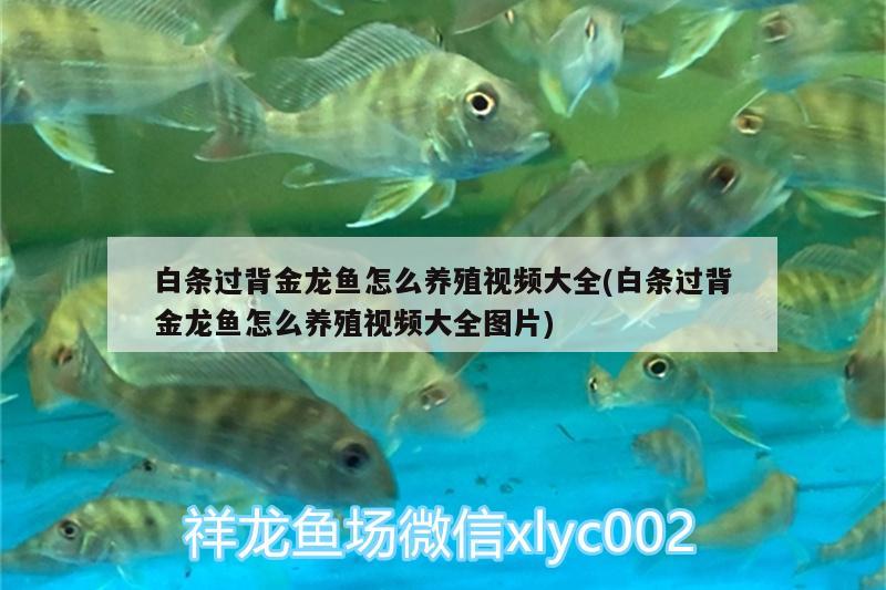 白條過(guò)背金龍魚(yú)怎么養(yǎng)殖視頻大全(白條過(guò)背金龍魚(yú)怎么養(yǎng)殖視頻大全圖片)