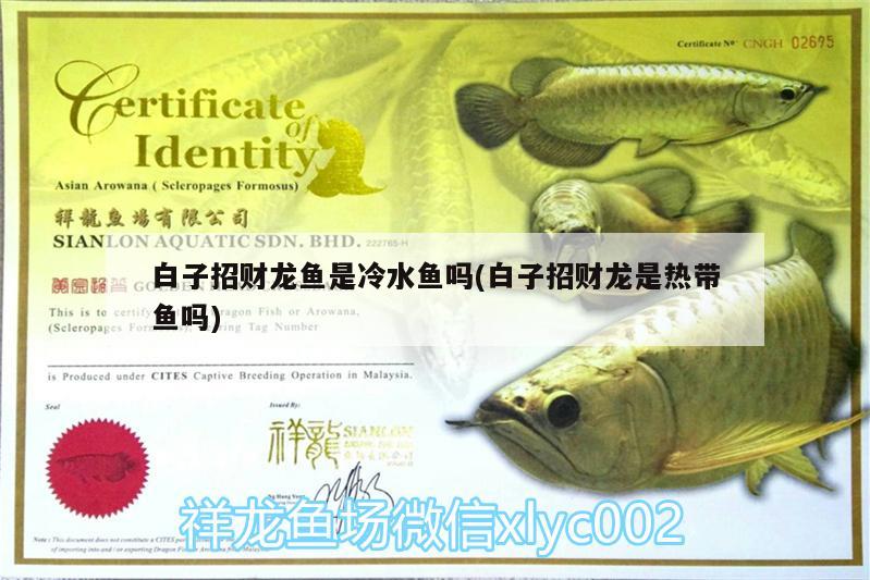 白子招財(cái)龍魚是冷水魚嗎(白子招財(cái)龍是熱帶魚嗎) 黃金貓魚百科 第2張