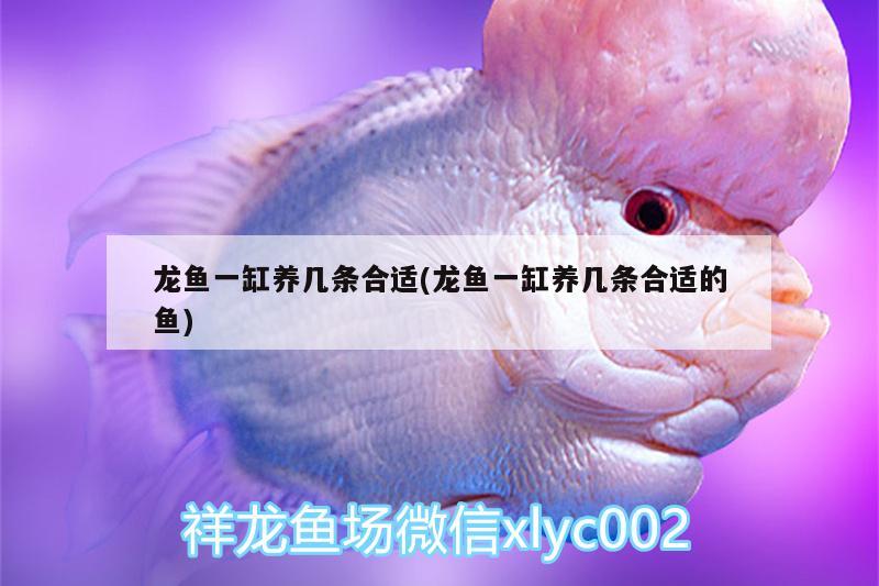 龍魚一缸養(yǎng)幾條合適(龍魚一缸養(yǎng)幾條合適的魚) 古典過背金龍魚