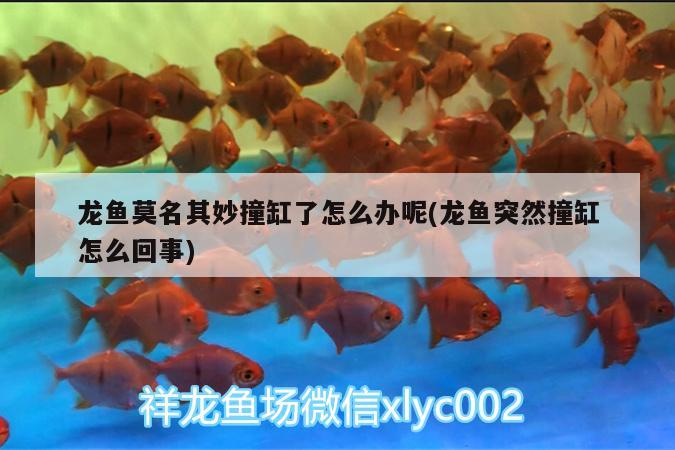 龍魚莫名其妙撞缸了怎么辦呢(龍魚突然撞缸怎么回事) 巴卡雷龍魚