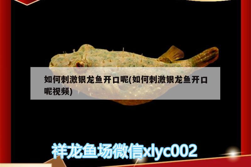 如何刺激銀龍魚開口呢(如何刺激銀龍魚開口呢視頻) 銀龍魚