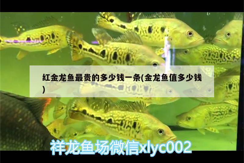 紅金龍魚最貴的多少錢一條(金龍魚值多少錢) 生態(tài)瓶/創(chuàng)意缸/桌面微景缸 第3張