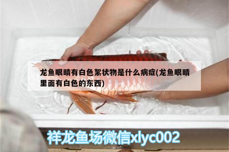 龍魚眼睛有白色絮狀物是什么病癥(龍魚眼睛里面有白色的東西) 藍帆三間魚