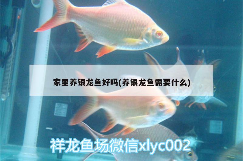 家里養(yǎng)銀龍魚好嗎(養(yǎng)銀龍魚需要什么)