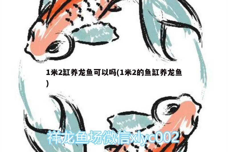 1米2缸養(yǎng)龍魚可以嗎(1米2的魚缸養(yǎng)龍魚)