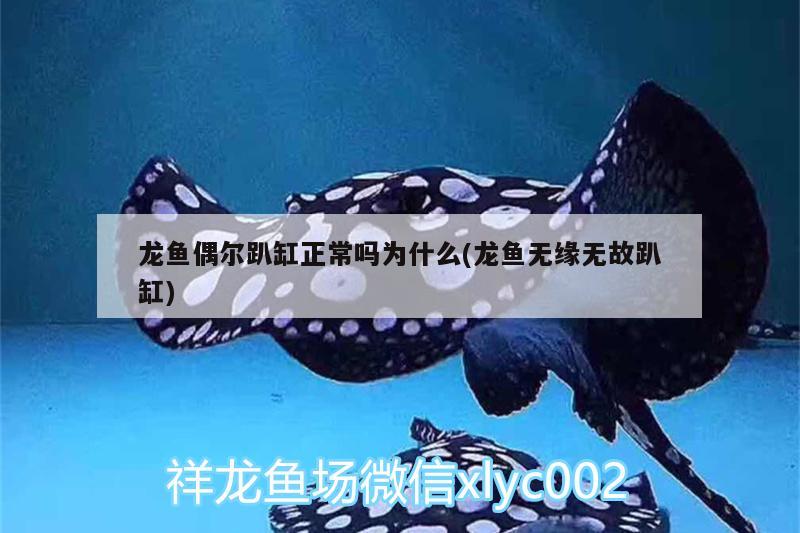 龍魚偶爾趴缸正常嗎為什么(龍魚無緣無故趴缸) 觀賞魚水族批發(fā)市場(chǎng) 第1張