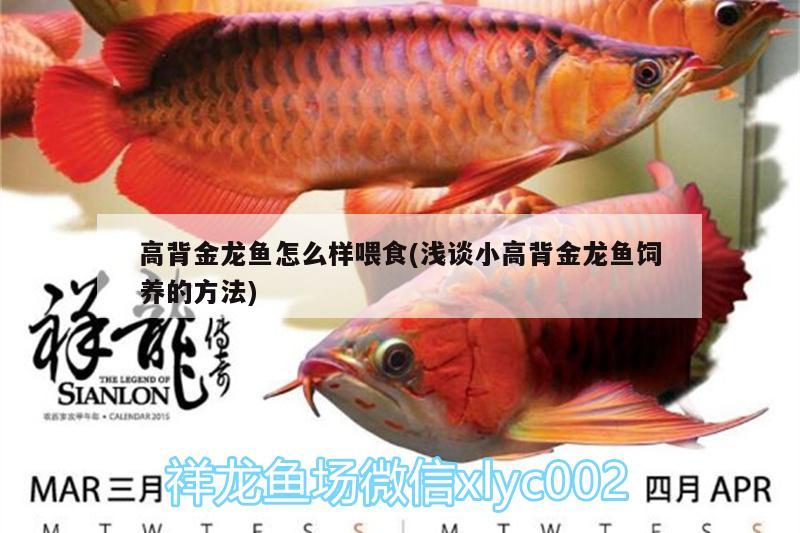 高背金龍魚怎么樣喂食(淺談小高背金龍魚飼養(yǎng)的方法)