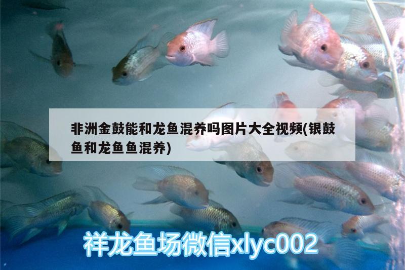 非洲金鼓能和龍魚混養(yǎng)嗎圖片大全視頻(銀鼓魚和龍魚魚混養(yǎng)) 非洲金鼓魚