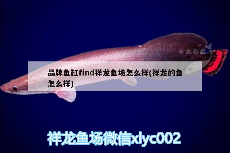 品牌魚缸find祥龍魚場怎么樣(祥龍的魚怎么樣)