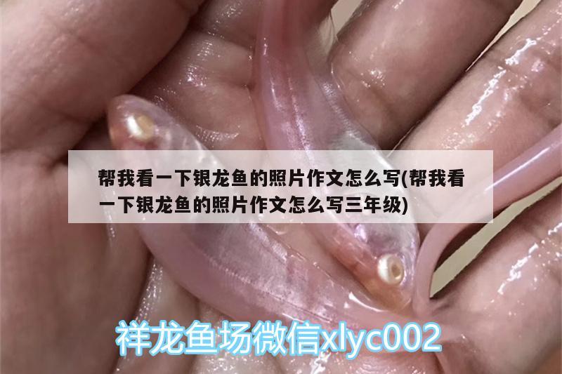 幫我看一下銀龍魚的照片作文怎么寫(幫我看一下銀龍魚的照片作文怎么寫三年級) 銀龍魚百科