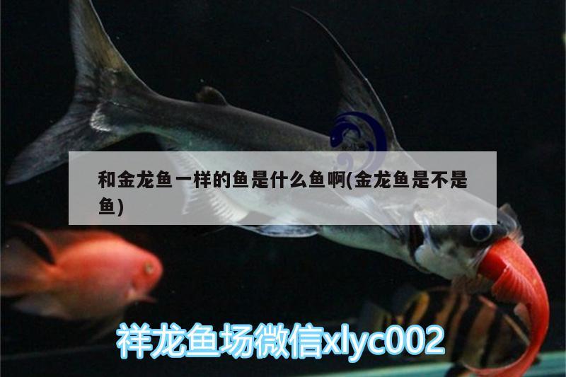 蘇卡塔爾陸龜在中國可以養(yǎng)嗎 白子黃化銀龍魚 第2張