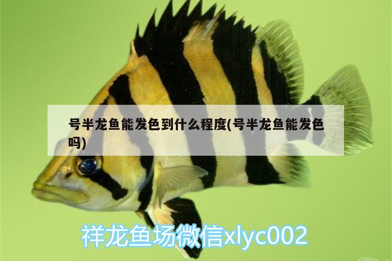 號半龍魚能發(fā)色到什么程度(號半龍魚能發(fā)色嗎) 泰龐海鰱魚