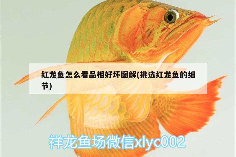 紅龍魚怎么看品相好壞圖解(挑選紅龍魚的細(xì)節(jié))