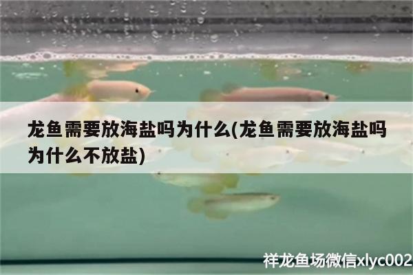 廣州龍魚批發(fā)市場電話號碼多少號(廣州賣龍魚地址)