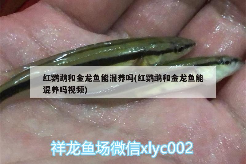 紅鸚鵡和金龍魚(yú)能混養(yǎng)嗎(紅鸚鵡和金龍魚(yú)能混養(yǎng)嗎視頻)