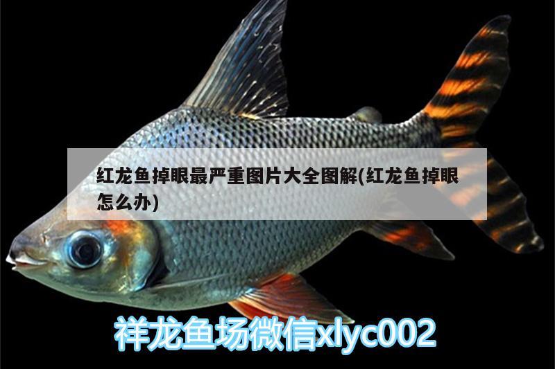 紅龍魚(yú)掉眼最嚴(yán)重圖片大全圖解(紅龍魚(yú)掉眼怎么辦) PH調(diào)節(jié)劑 第2張