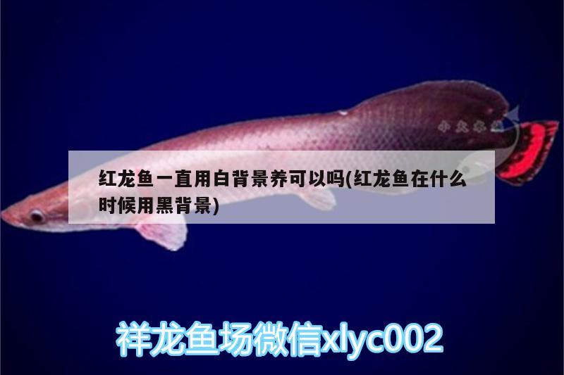 曼龍魚可以吃嗎：曼龍魚可以吃嗎有毒嗎