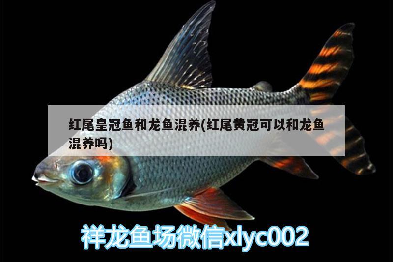 紅尾皇冠魚和龍魚混養(yǎng)(紅尾黃冠可以和龍魚混養(yǎng)嗎)