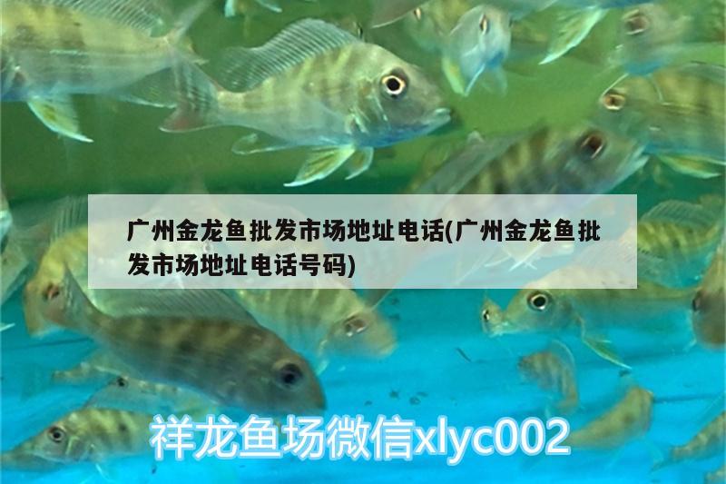 廣州金龍魚批發(fā)市場地址電話(廣州金龍魚批發(fā)市場地址電話號碼) 龍魚批發(fā)