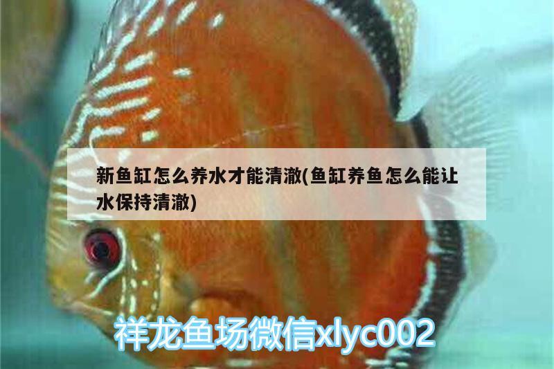 新魚缸怎么養(yǎng)水才能清澈(魚缸養(yǎng)魚怎么能讓水保持清澈) 黃鰭鯧魚