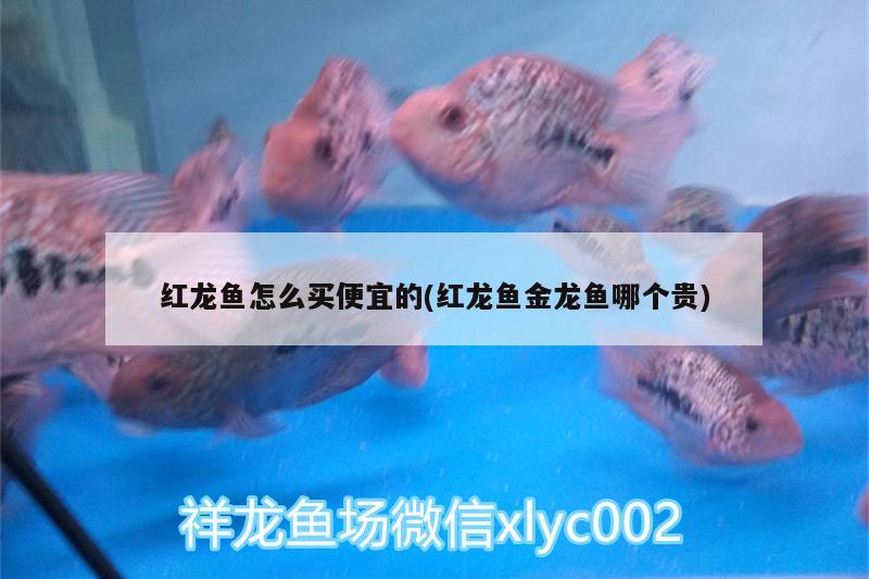 紅龍魚魚缸背景什么最好看（紅龍魚背景圖用什么顏色的好） 其他品牌魚缸 第1張