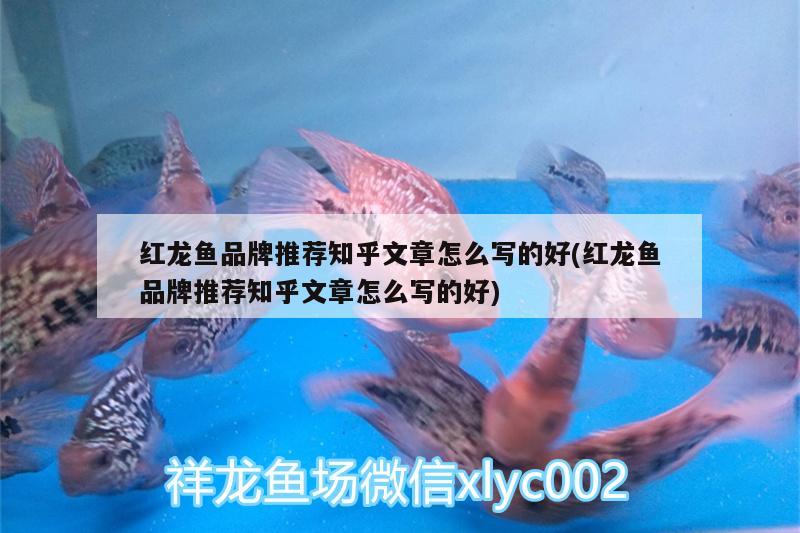 紅龍魚品牌推薦知乎文章怎么寫的好(紅龍魚品牌推薦知乎文章怎么寫的好)