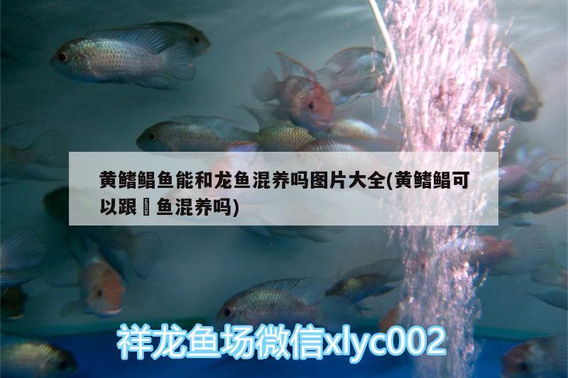 洛陽魚缸回收公司有哪些地方電話洛陽魚缸回收公司的服務內(nèi)容，洛陽魚缸回收公司有哪些地方電話 黃金達摩魚 第3張