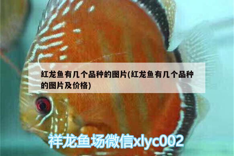 紅龍魚(yú)有幾個(gè)品種的圖片(紅龍魚(yú)有幾個(gè)品種的圖片及價(jià)格)