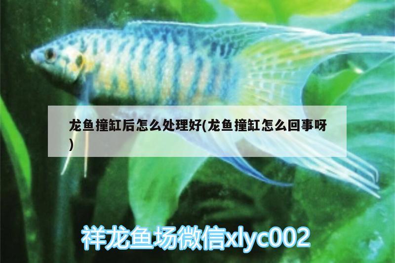 龍魚撞缸后怎么處理好(龍魚撞缸怎么回事呀)