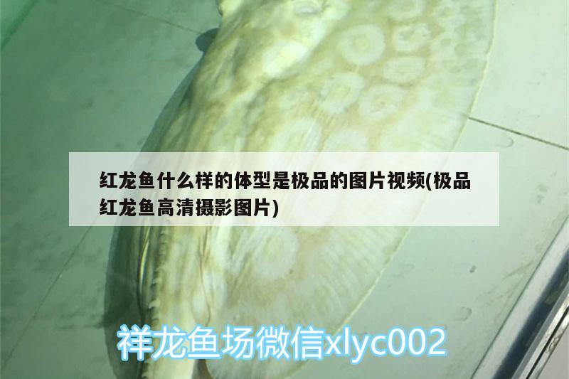 紅龍魚什么樣的體型是極品的圖片視頻(極品紅龍魚高清攝影圖片) 白子金龍魚