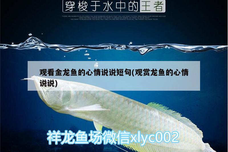 觀看金龍魚的心情說說短句(觀賞龍魚的心情說說) 玫瑰銀版魚