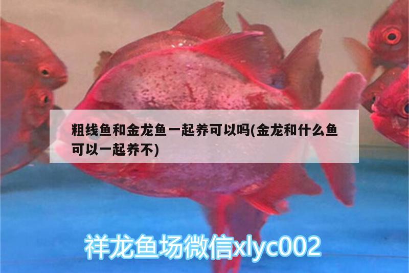 粗線魚和金龍魚一起養(yǎng)可以嗎(金龍和什么魚可以一起養(yǎng)不) 印尼紅龍魚