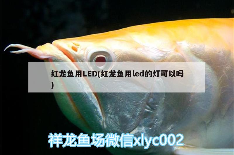 紅龍魚用LED(紅龍魚用led的燈可以嗎) 養(yǎng)魚知識