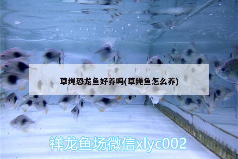 草繩恐龍魚好養(yǎng)嗎(草繩魚怎么養(yǎng)) 小型觀賞魚