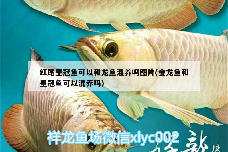 紅尾皇冠魚(yú)可以和龍魚(yú)混養(yǎng)嗎圖片(金龍魚(yú)和皇冠魚(yú)可以混養(yǎng)嗎) 短身紅龍魚(yú)