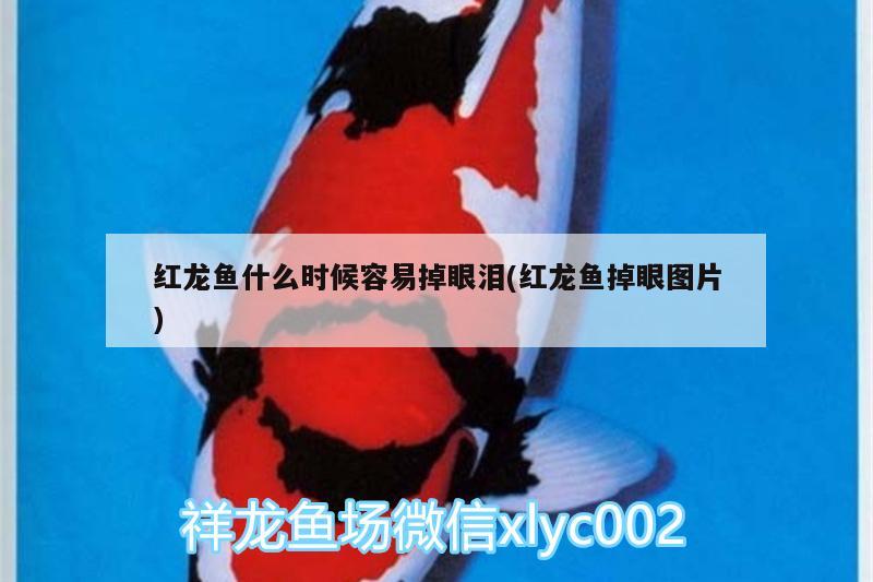 紅龍魚什么時候容易掉眼淚(紅龍魚掉眼圖片) 水族品牌