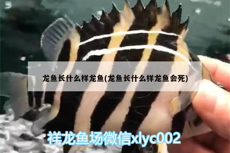 龍魚長什么樣龍魚(龍魚長什么樣龍魚會死)