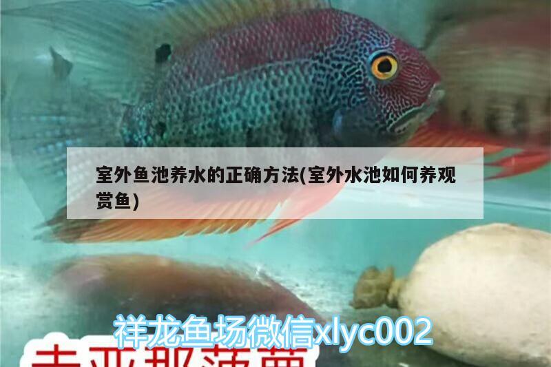 室外魚池養(yǎng)水的正確方法(室外水池如何養(yǎng)觀賞魚) 魚缸凈水劑