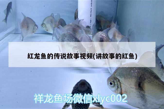 金龍配魚色系搭配(金魚色彩搭配) 孵化器