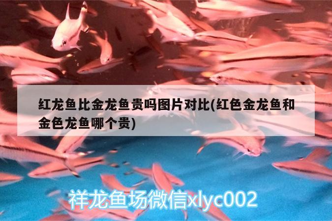 紅龍魚比金龍魚貴嗎圖片對(duì)比(紅色金龍魚和金色龍魚哪個(gè)貴) 金頭過背金龍魚