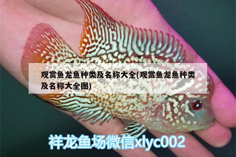 觀賞魚(yú)龍魚(yú)種類(lèi)及名稱(chēng)大全(觀賞魚(yú)龍魚(yú)種類(lèi)及名稱(chēng)大全圖)