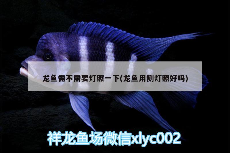 龍魚(yú)需不需要燈照一下(龍魚(yú)用側(cè)燈照好嗎) 虎斑恐龍魚(yú)