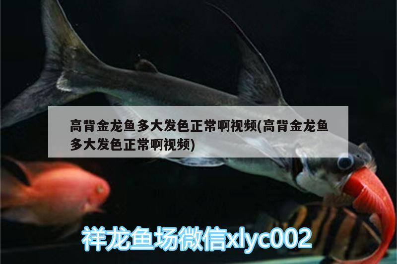 高背金龍魚多大發(fā)色正常啊視頻(高背金龍魚多大發(fā)色正常啊視頻) 高背金龍魚