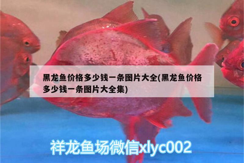 黑龍魚(yú)價(jià)格多少錢(qián)一條圖片大全(黑龍魚(yú)價(jià)格多少錢(qián)一條圖片大全集) 帝王血鉆魚(yú)