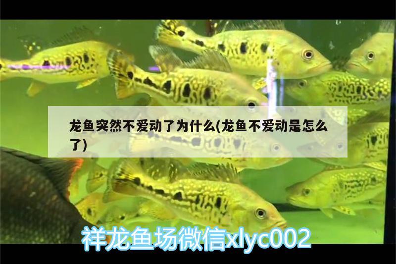 觀(guān)賞魚(yú)取名要點(diǎn)，如何給賣(mài)觀(guān)賞魚(yú)的店取一個(gè)好聽(tīng)的名字 九鼎魚(yú)缸 第2張