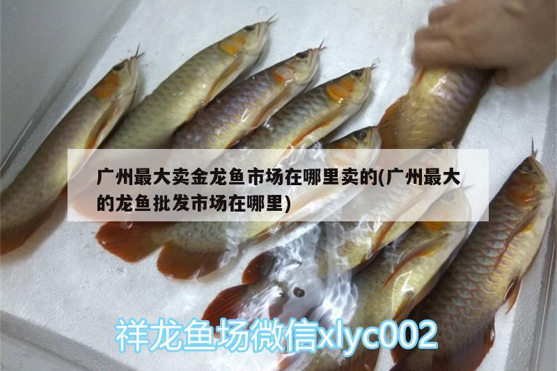 廣州最大賣金龍魚市場(chǎng)在哪里賣的(廣州最大的龍魚批發(fā)市場(chǎng)在哪里) 龍魚批發(fā)